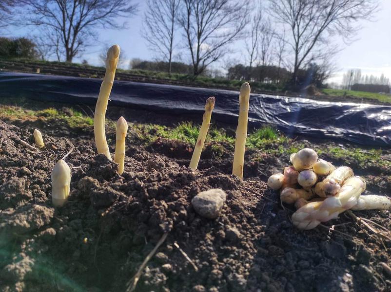 Les Asperges de la Presqu'île