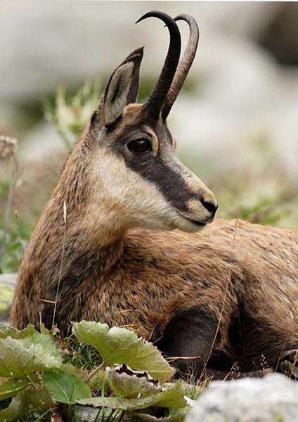 La faune de montagne, randonnée accompagnée