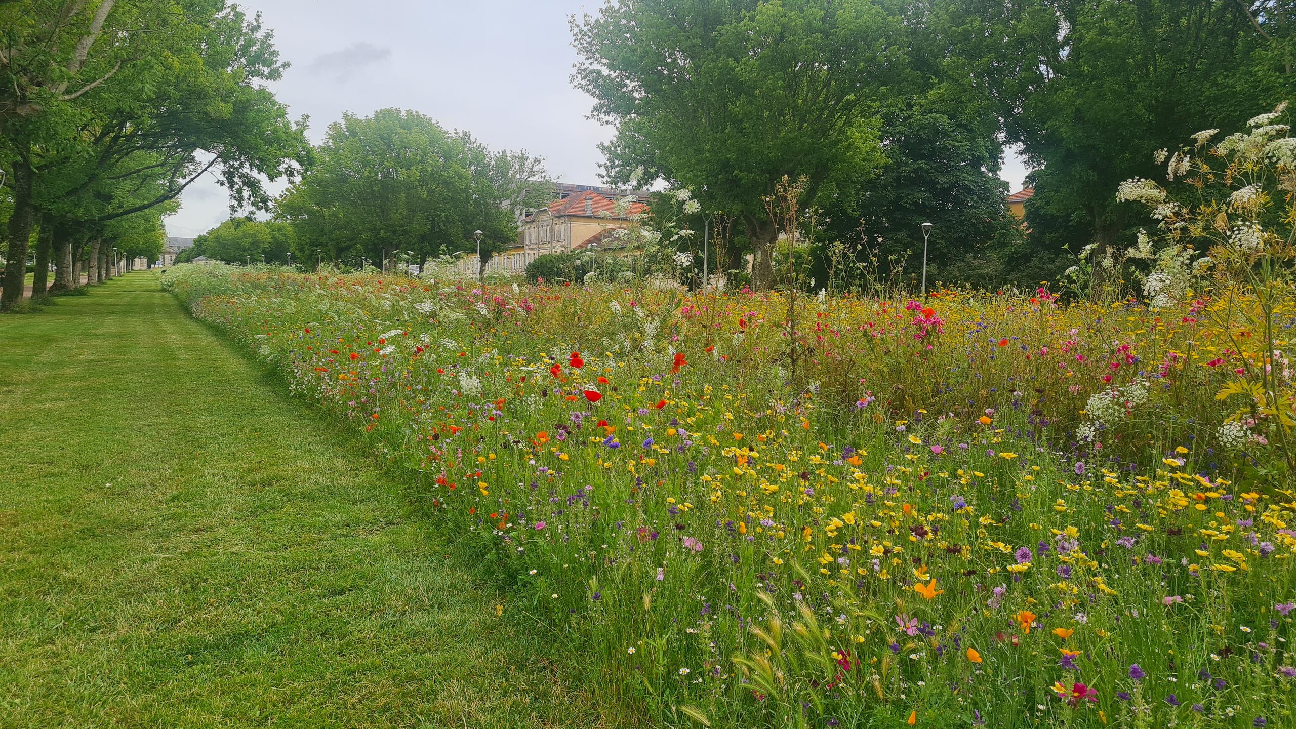 Matinée participative : semis de prairie fleurie