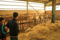 Ferme aux 4 vents - visite en famille_Usson-en-Forez