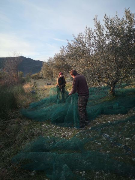 Ramassage des olives
