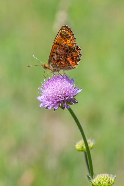 Animation nature au Barry: Les Petits explorateurs de la nature : à la découverte de la faune et de la flore_Bollène