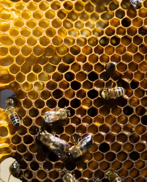 Festival Ventoux Saveurs : Journée du miel et des abeilles