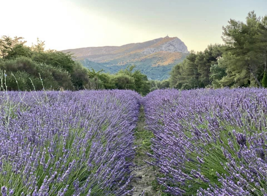 La Glycine, Saint-Marc-Jaumegarde - photo 8