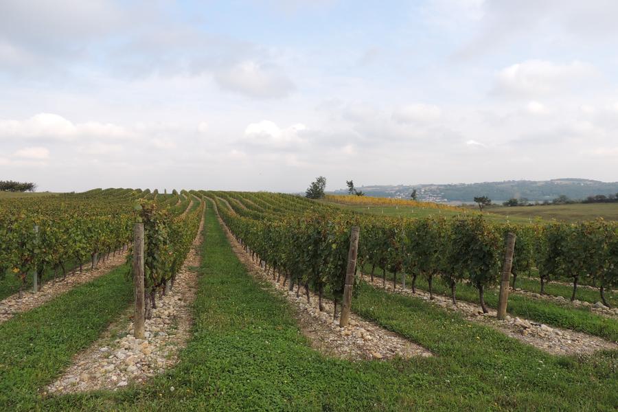 Circuit VTT 222 - Les Lônes du Rhône_Millery