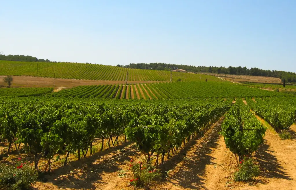 Domaine du Coffre, Pertuis - photo 4