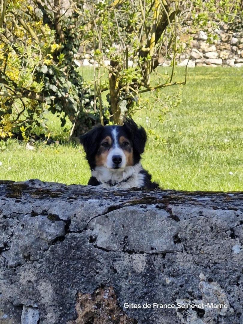 visite de Ostie la chienne de la maison !