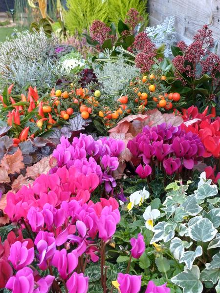 Fleurs du Jardin des Merveilles 