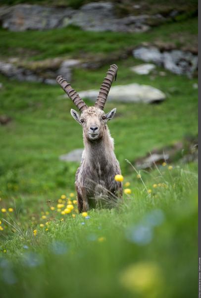 Image 3pnv032518-PN-Vanoise-Celine_Lecomte-1920px