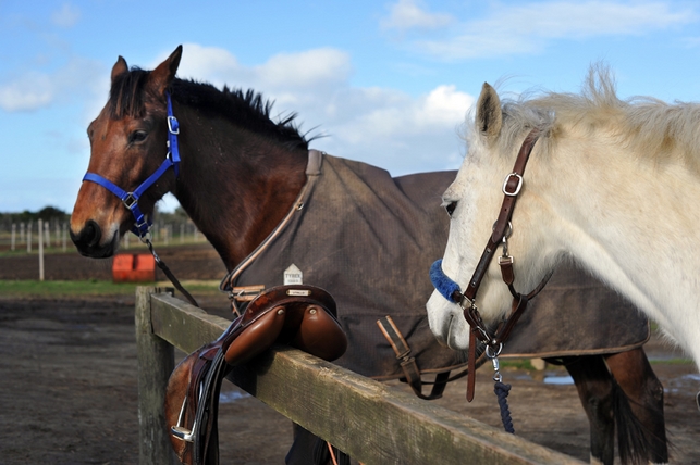 Balade à cheval de 3h et dégustation de fruits de mer