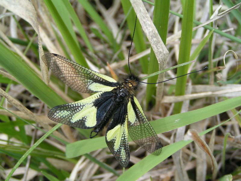 Libelloides coccajus - C.Trentin - Lo Parvi