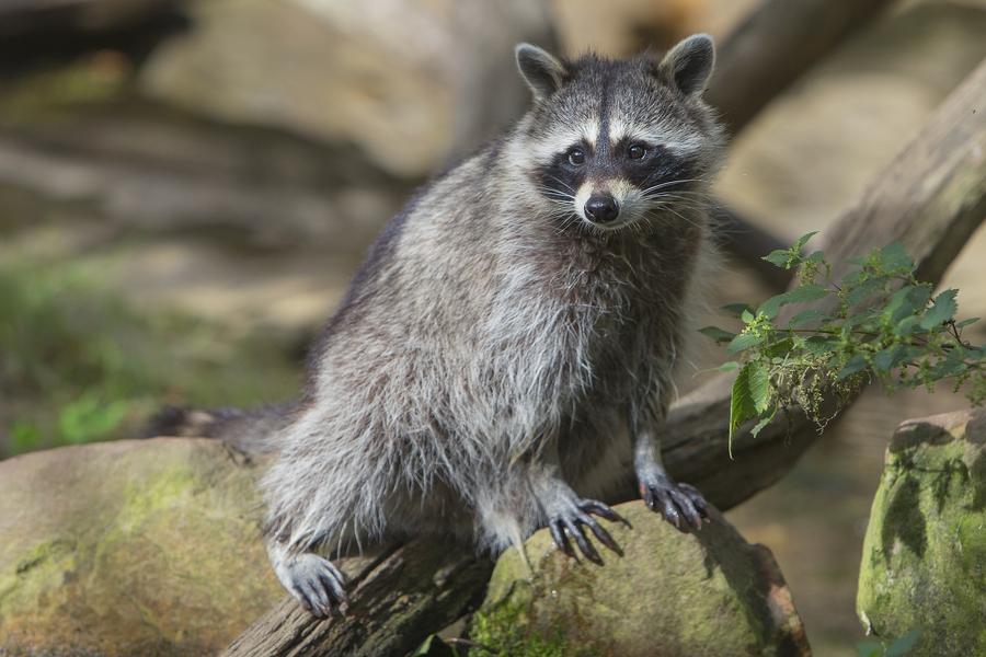 Les lodges au milieu des Ratons Laveurs_Peaugres