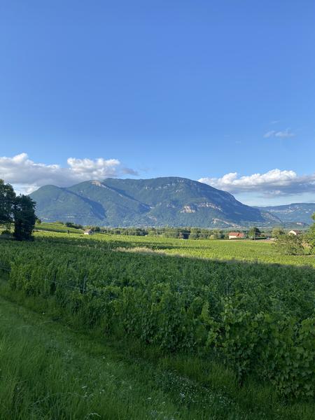 Vue sur les vignes du Bugey et le Grand Colombier