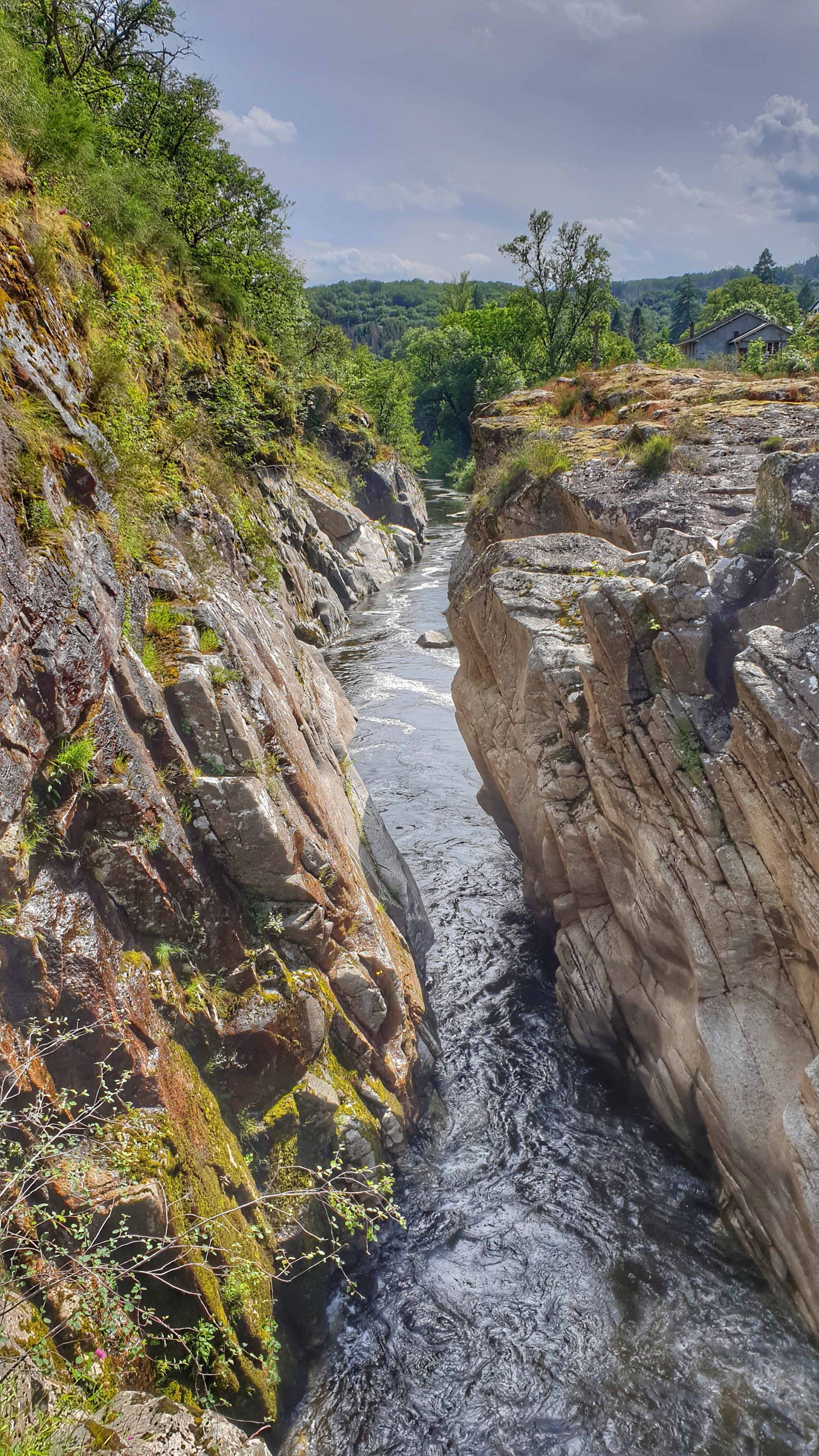 Le saut de la saule