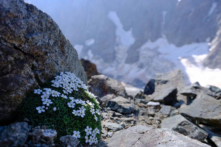 - © Cédric Dentant, Parc national des Ecrins. 111457e_HD - © Cédric Dentant, Parc national des Ecrins.