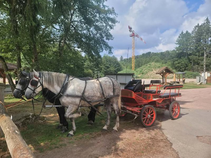 Tours de calèche_Belmont-de-la-Loire