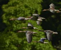 Exposition "Les Oiseaux" à la médiathèque de Corbelin - Balcons du Dauphiné