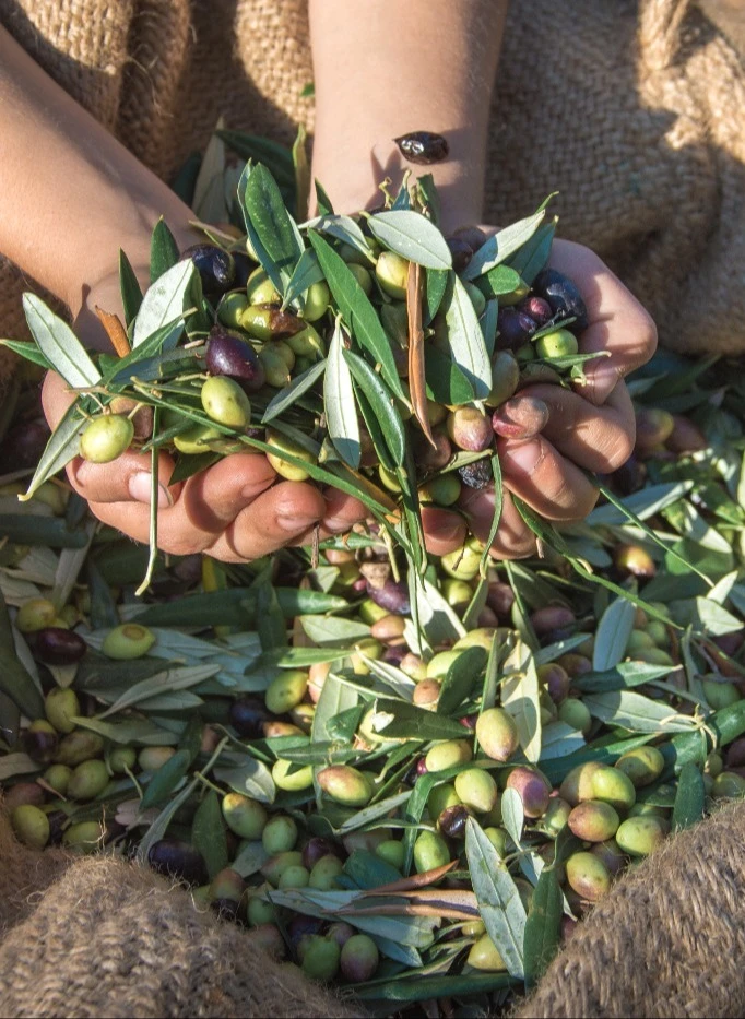 Les Olivades aux Baux de Provence