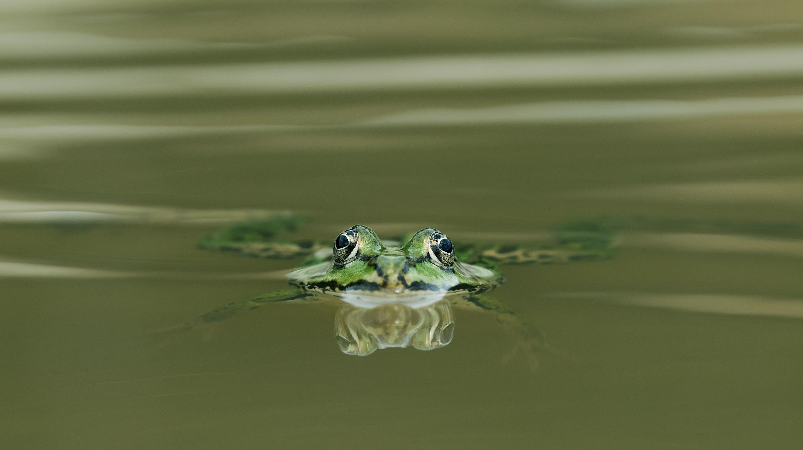 Sortie crépusculaire dans le marais de Rochefort