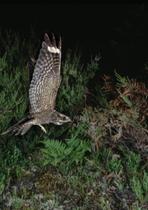 Les oiseaux crépusculaires : Engoulevents et rapaces_Saint-Victor sur Loire