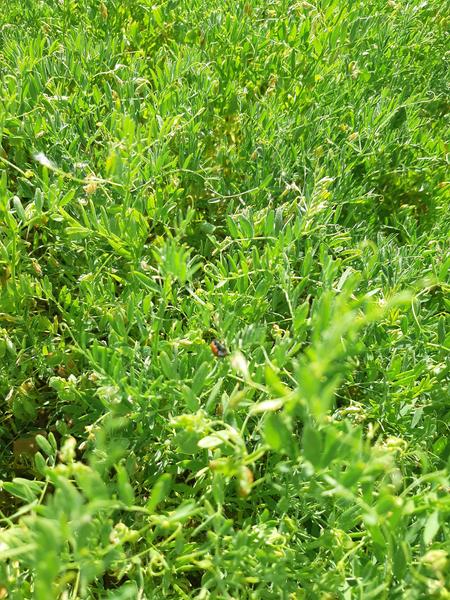 EARL Coquelicots  producteur(1)