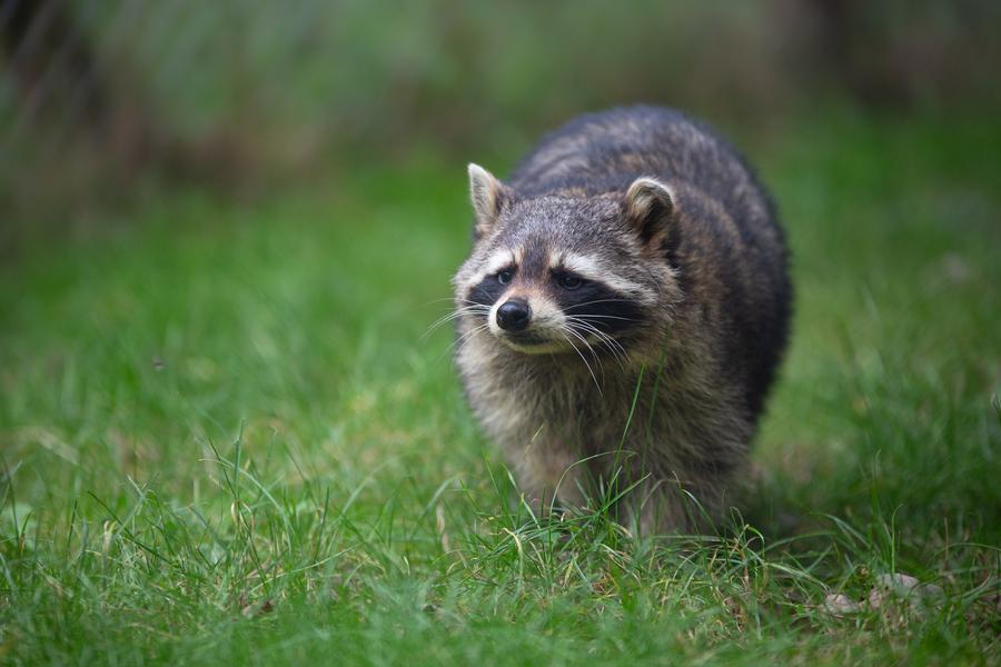 Les lodges au milieu des Ratons Laveurs_Peaugres