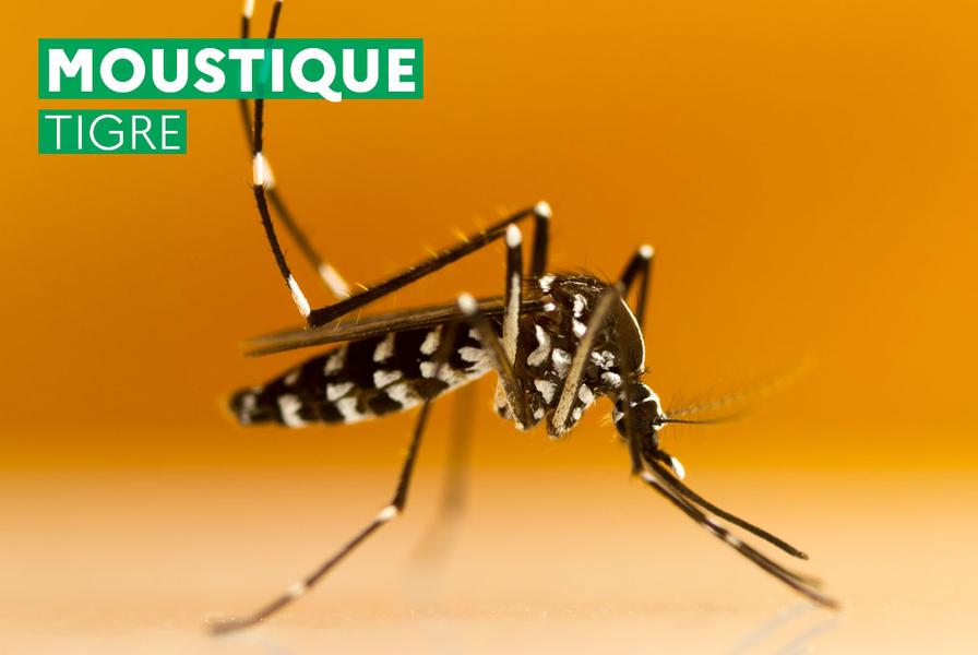http://Soirée%20d'échange%20-%20Moustique%20Tigre