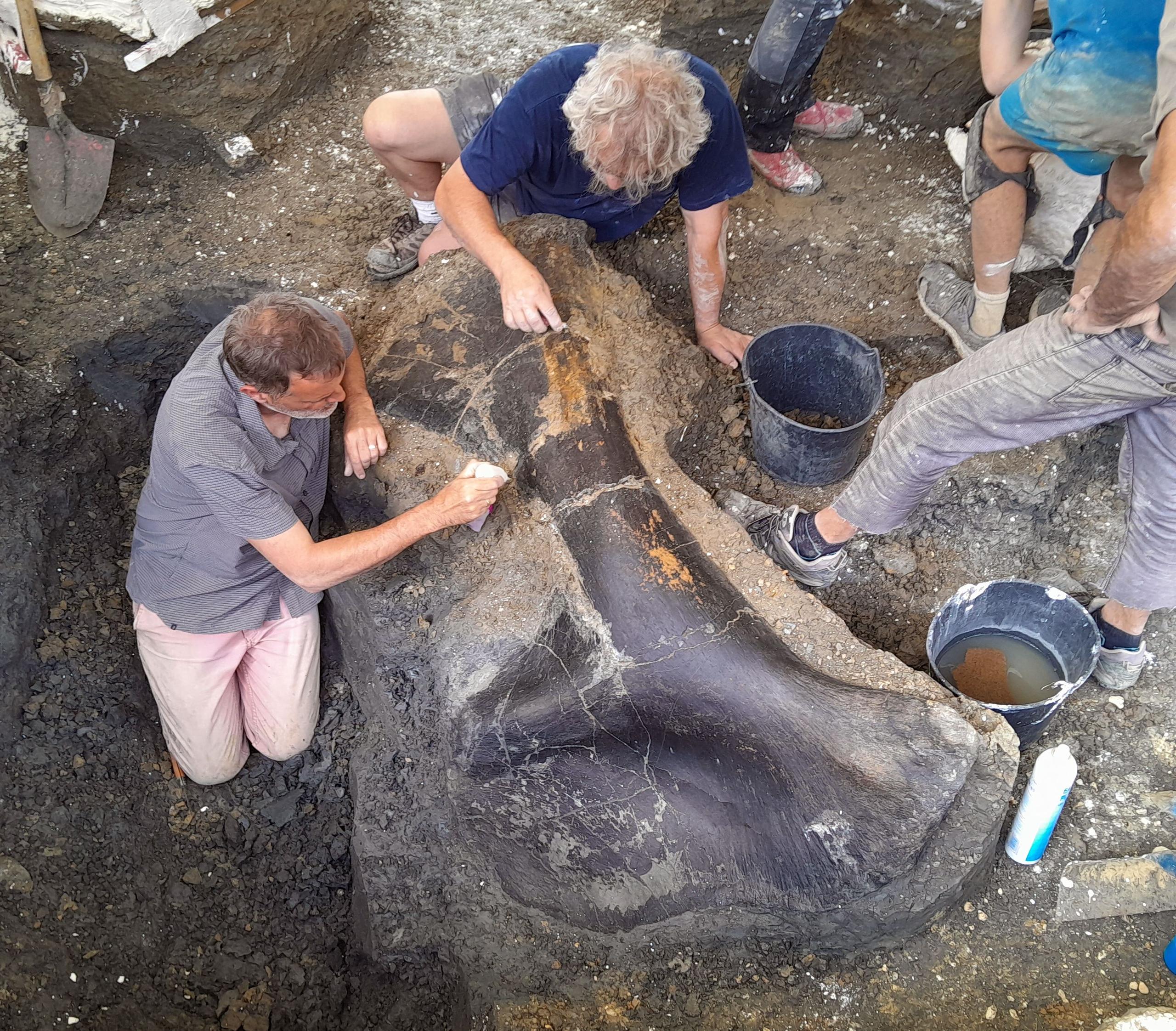Conférence « Dernières nouvelles des dinosaures charentais »