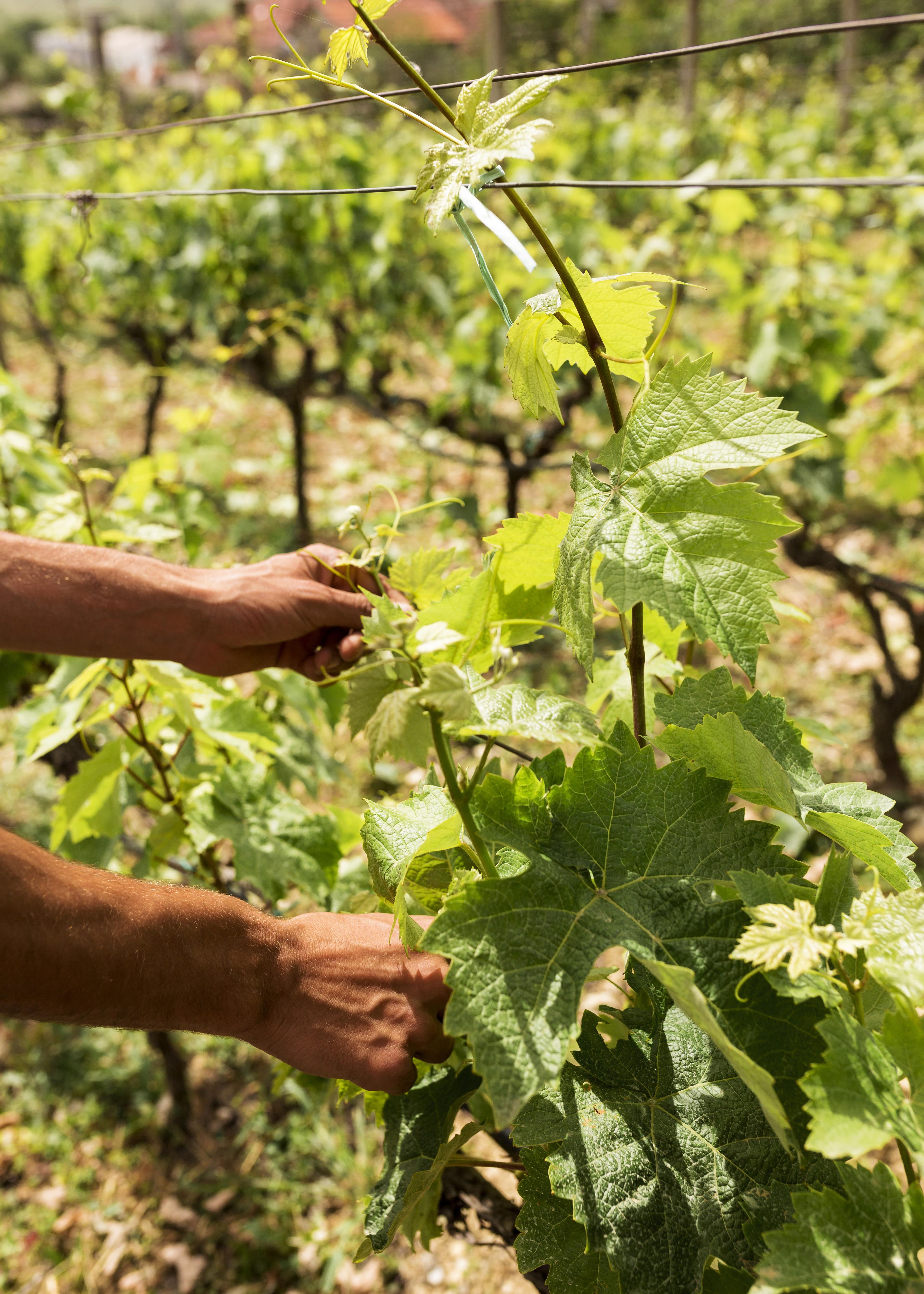 gros-plan-main-arrangement-vigne