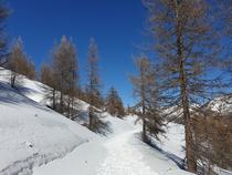 Large entier enneigé et ensoleillé de randonnées raquettes au milieu des arbres en hiver