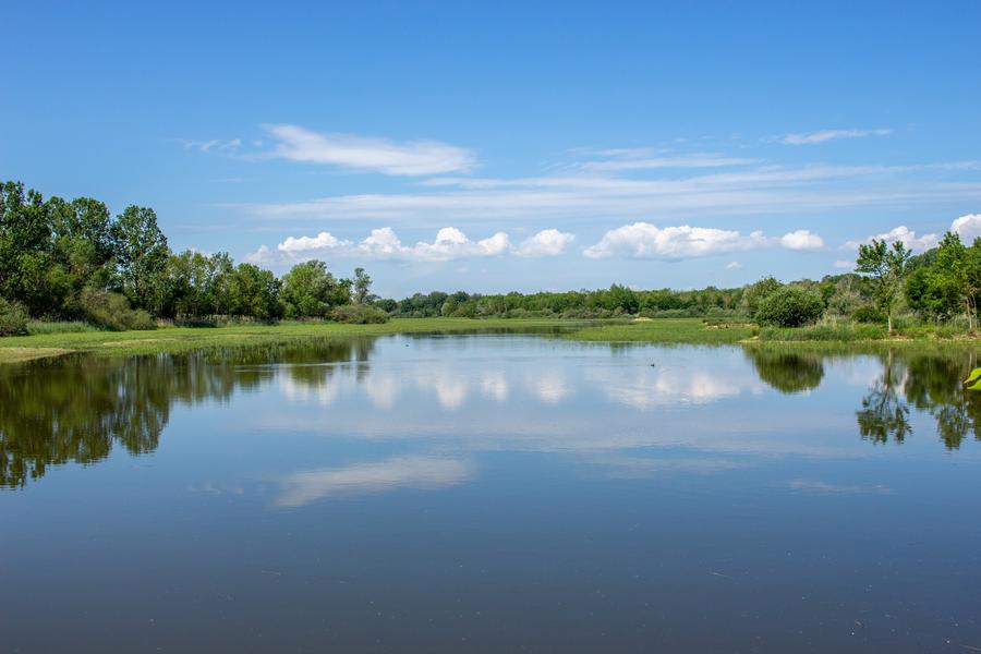 Etang de la Dombes