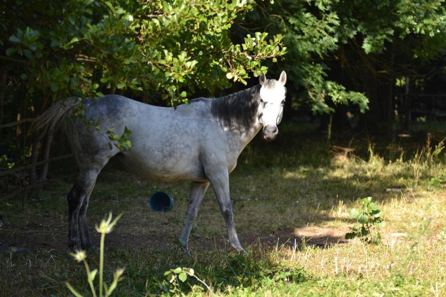 Bulle se prête à la pose