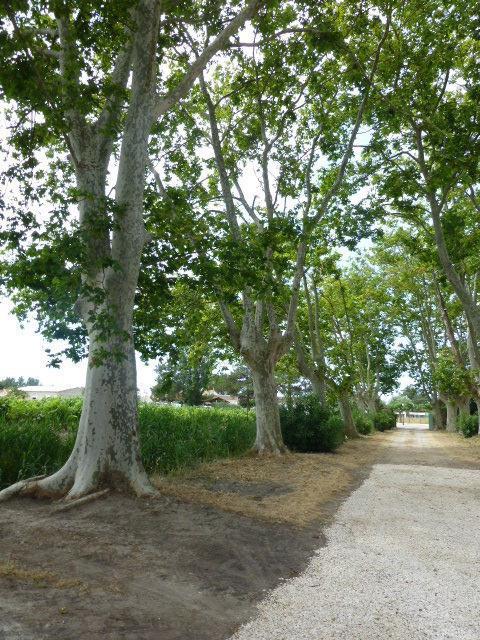 La Vigne