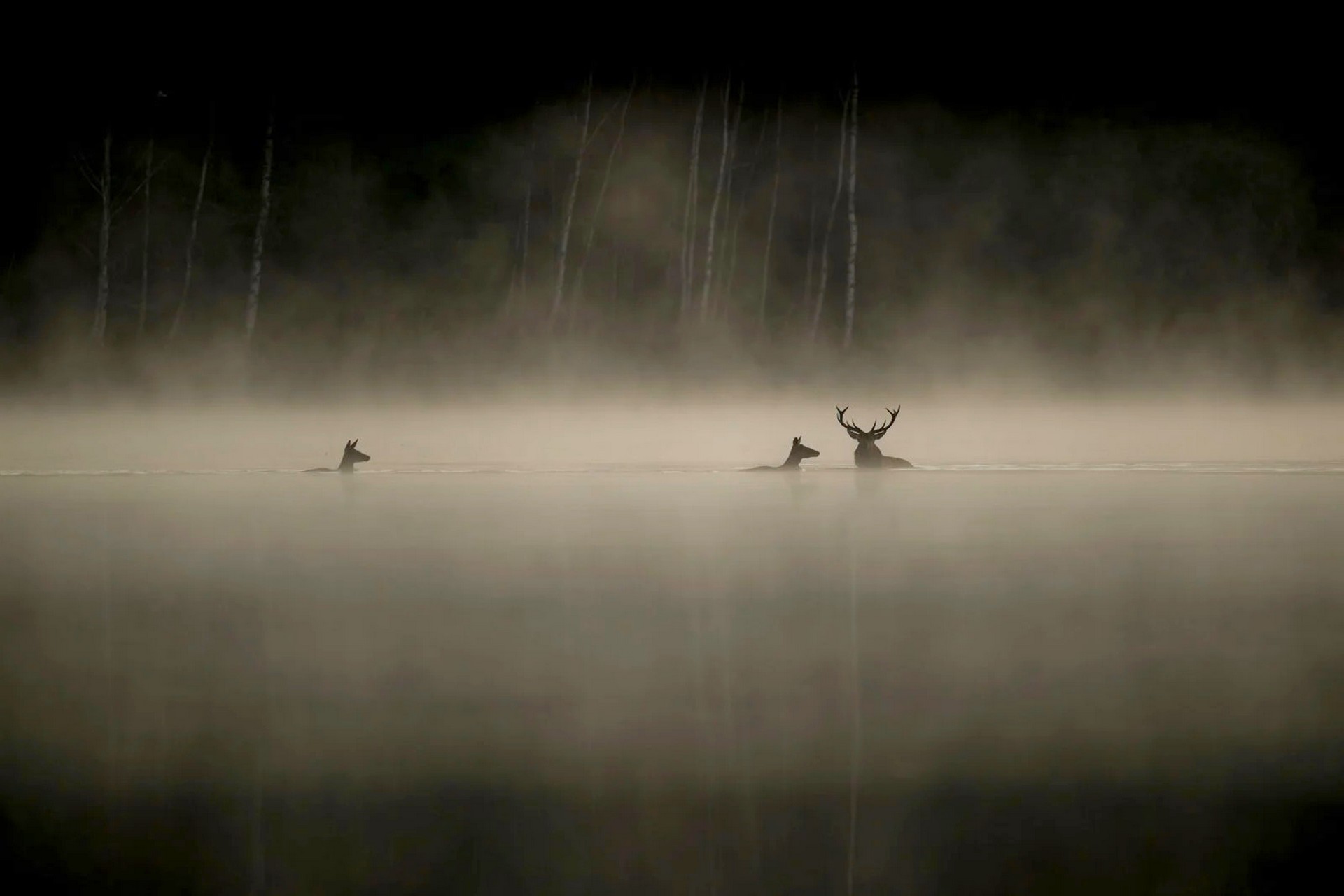 Cinéma sous les étoiles : Le chant des forêts