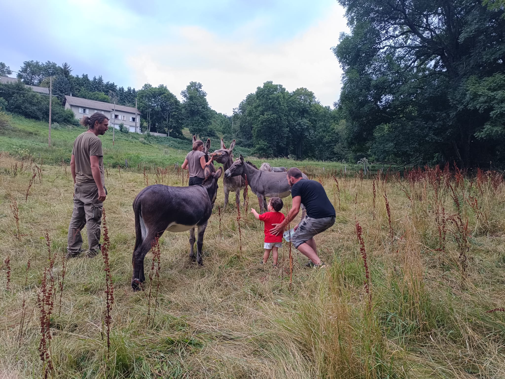 Immersion dans un troupeau d'ânes et chevaux