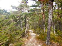 En traversant la forêt