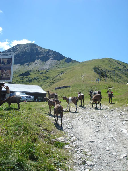 Alpage des Marmottes