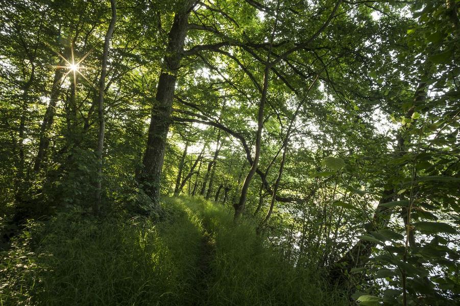 Plantes sauvages comestibles - initiation