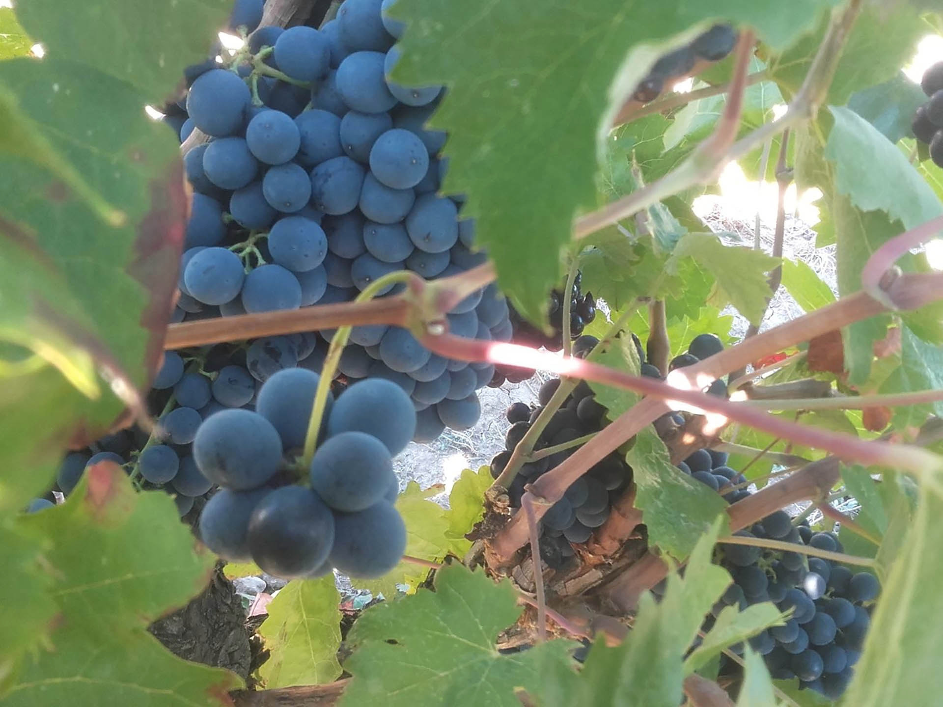 Domaine du Val Dernier, Saint-Cannat - photo 3