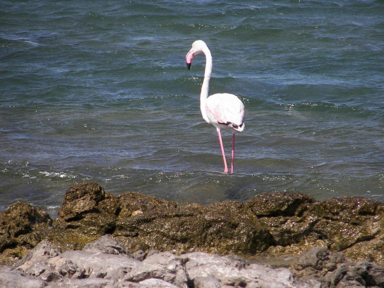 Moana Iti, Sausset-les-Pins - photo 13