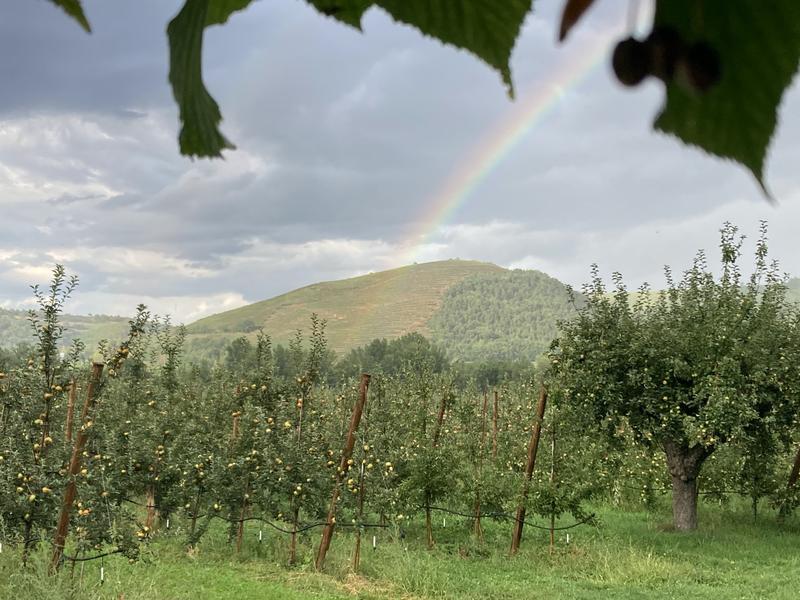 Verger de Haute Auvergne