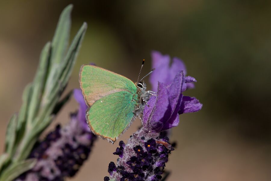 Faune du Cap Garonne