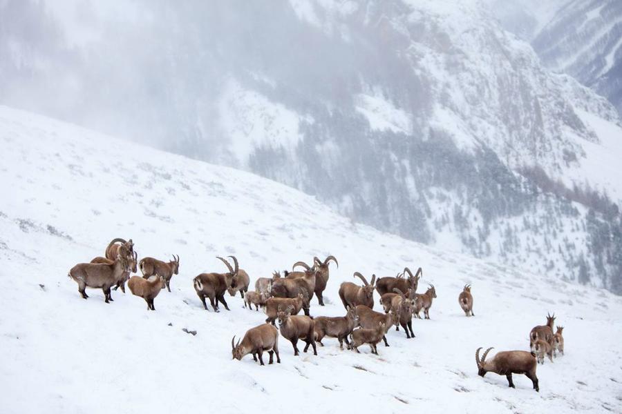 101060e_HD - © Pascal Saulay, Parc nattional des Ecrins.