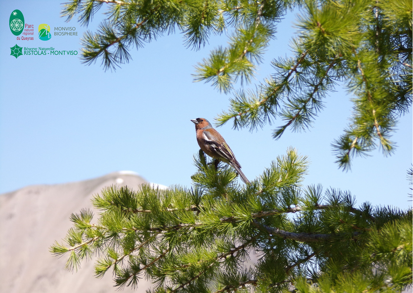 Récital d'oiseaux : la ballade de la Réserve