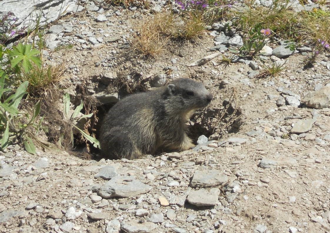 Wildlife outing - Meet the marmots