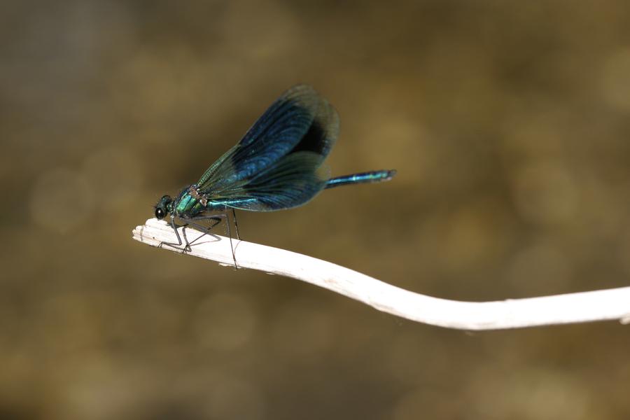 Libellule présente dans la réserve