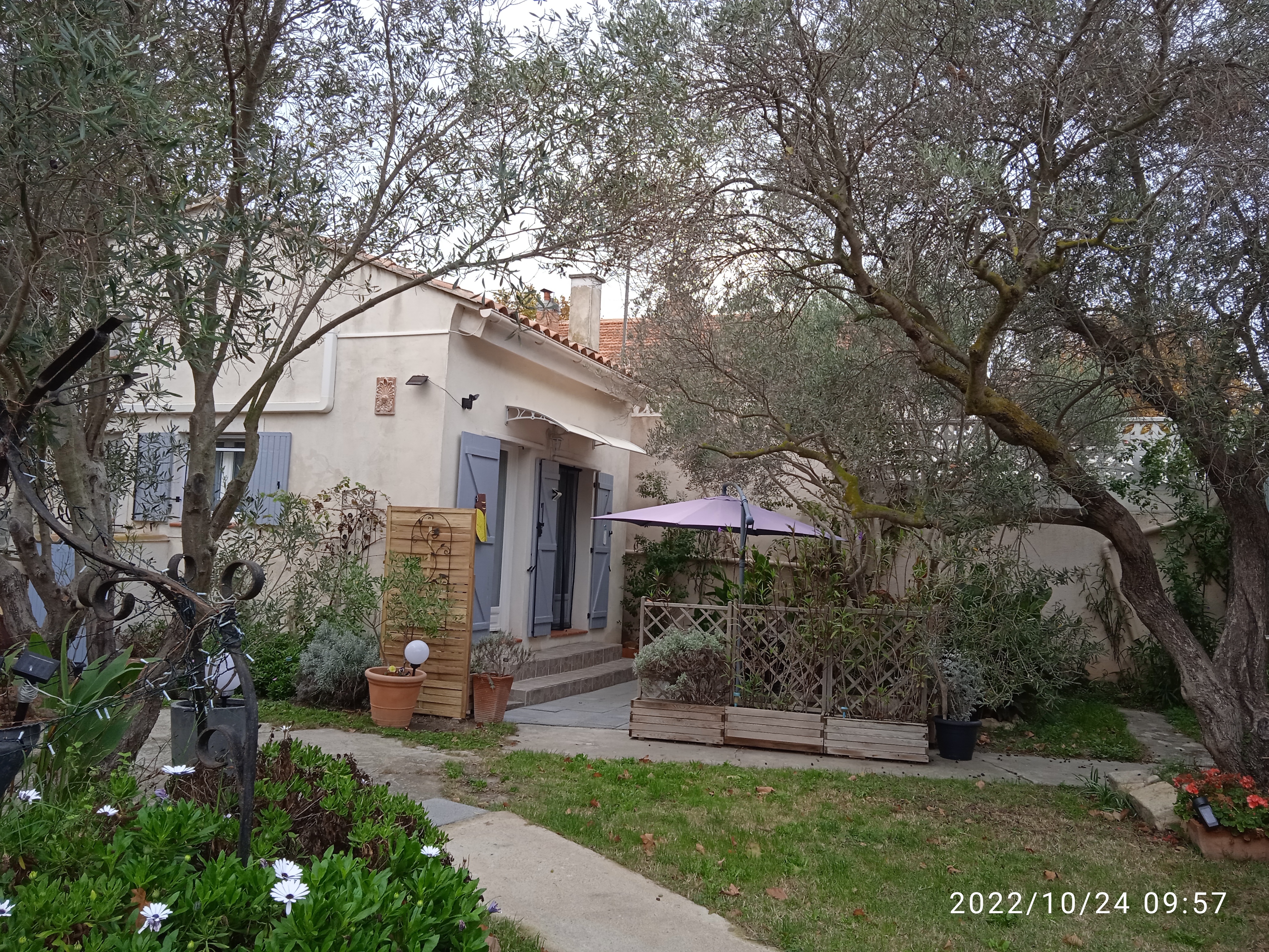 Les oliviers de Camargue, Arles - photo 13