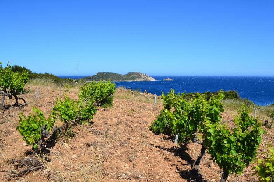 Domaine La Tourraque