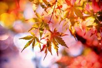 Journée d’automne
