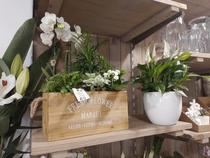 Plaisir Fleuri - Villeneuve-Loubet